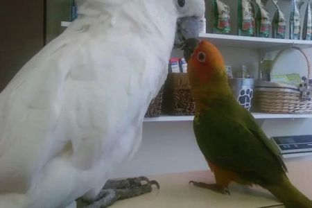 Island Veterinary Hospital