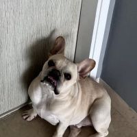 Amor Animal Hospital ico