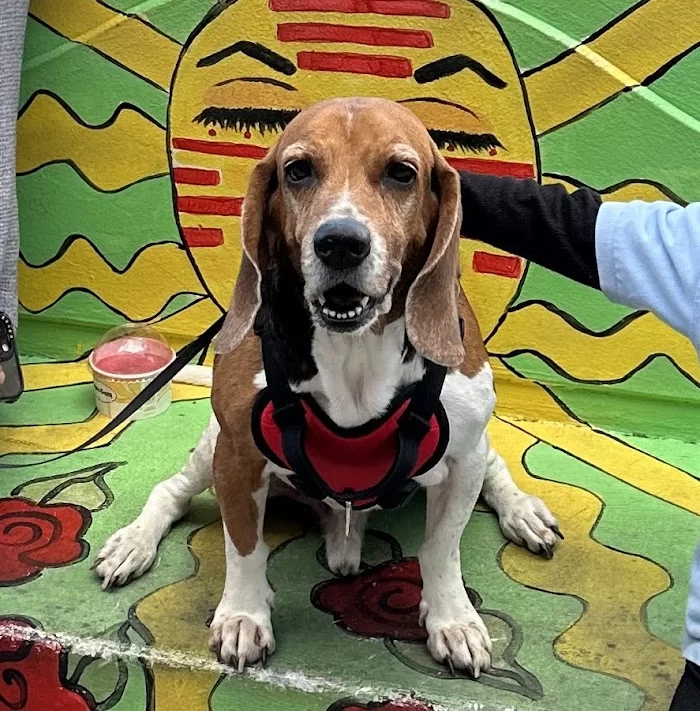 Amor Animal Hospital 12