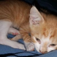 Caring Hands Animal Hospital ico