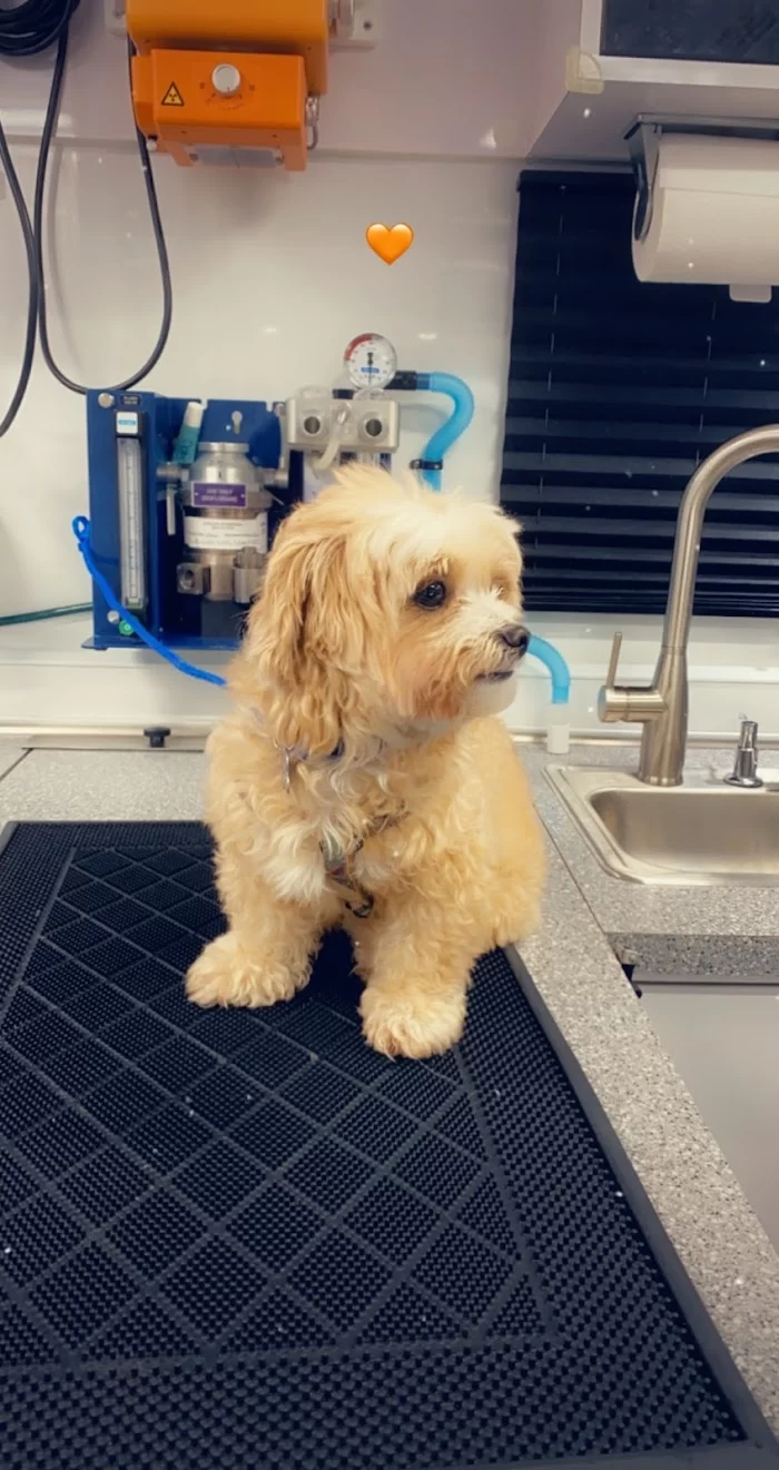 Premium Vet Care - Mobile Animal Hospital 12