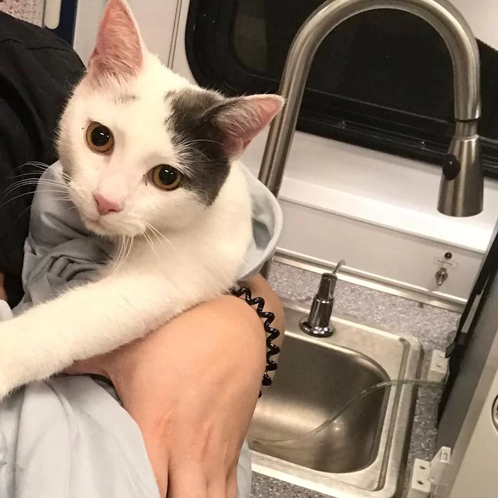 Premium Vet Care - Mobile Animal Hospital 12