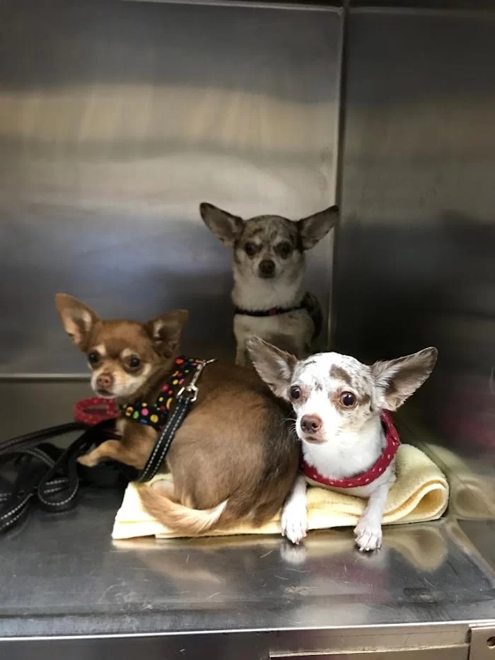 Animal Hospital of Hallandale 12
