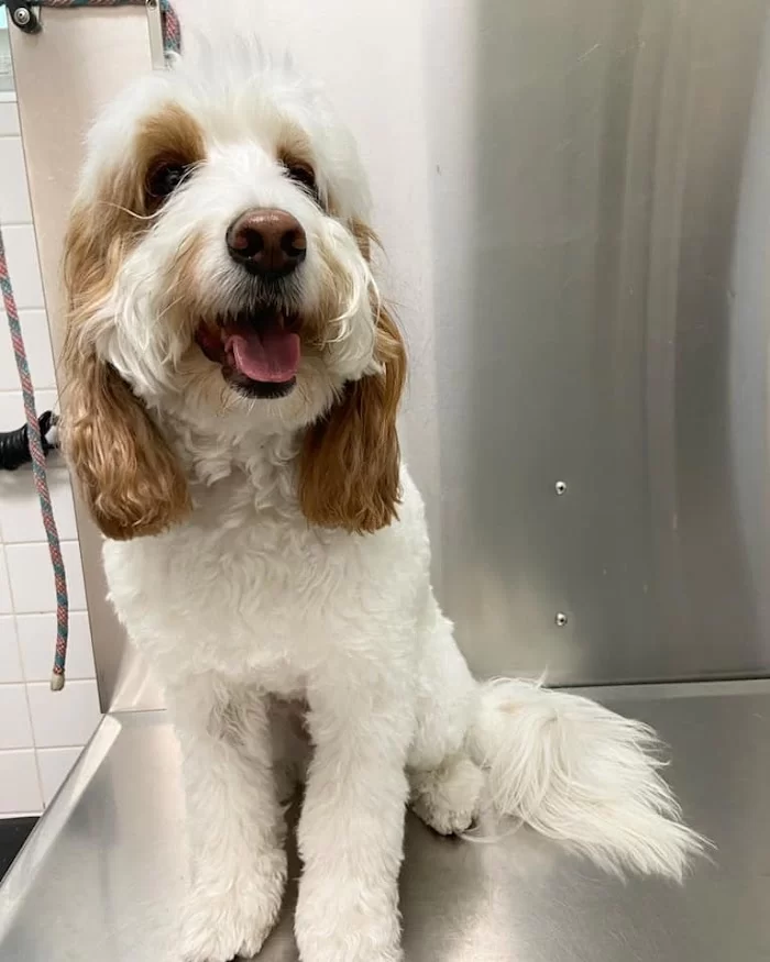 Animal Hospital of Hallandale 12