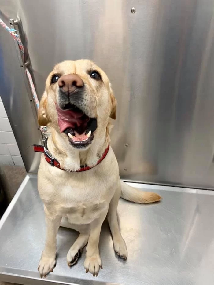 Animal Hospital of Hallandale 12