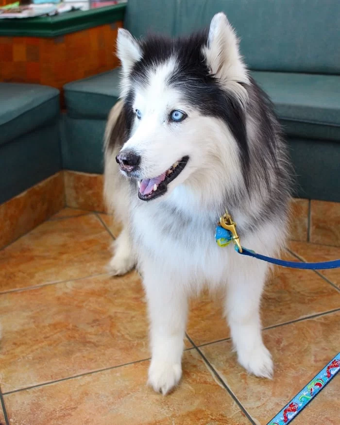 Animal Hospital of Hallandale 12