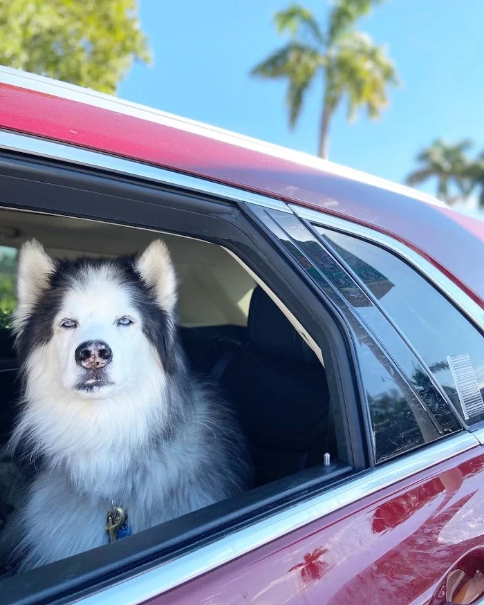 Animal Hospital of Hallandale 12