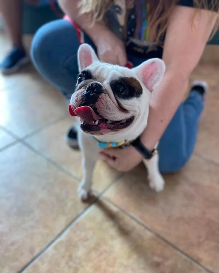 Animal Hospital of Hallandale 12