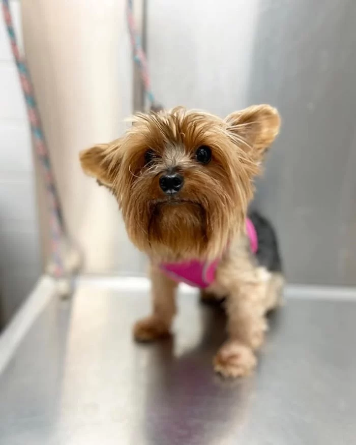 Animal Hospital of Hallandale 12