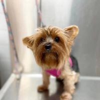 Animal Hospital of Hallandale ico