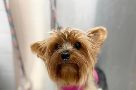 Animal Hospital of Hallandale
