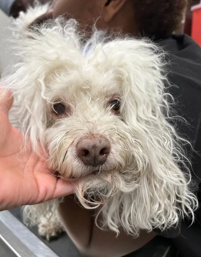 Banfield Pet Hospital 12