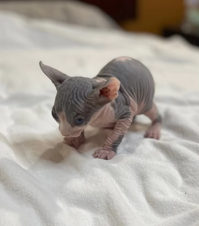 TrophySphynx 12