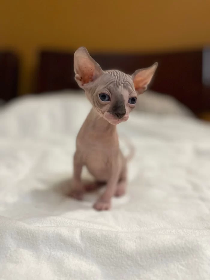 TrophySphynx 12