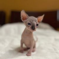 TrophySphynx ico