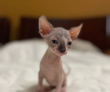 TrophySphynx