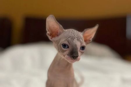 TrophySphynx