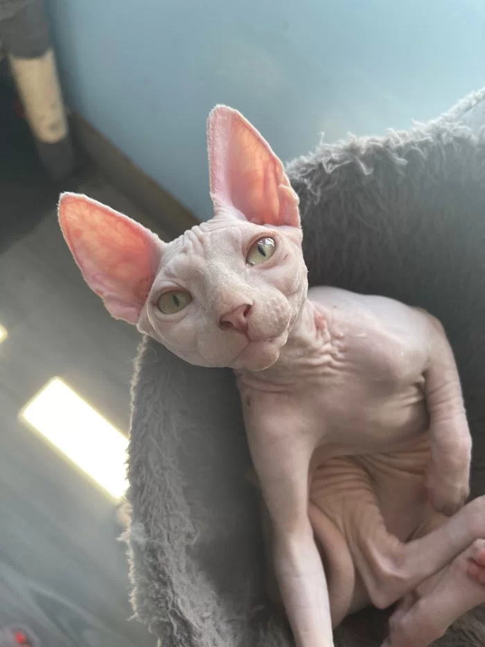 TrophySphynx 12