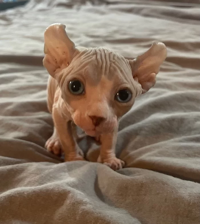 TrophySphynx 12