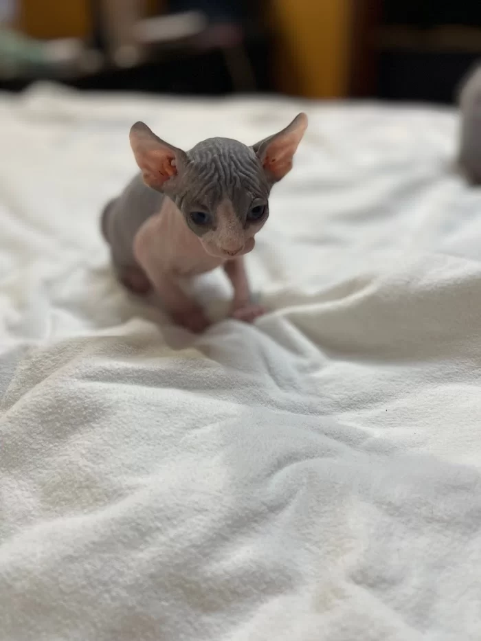 TrophySphynx 12