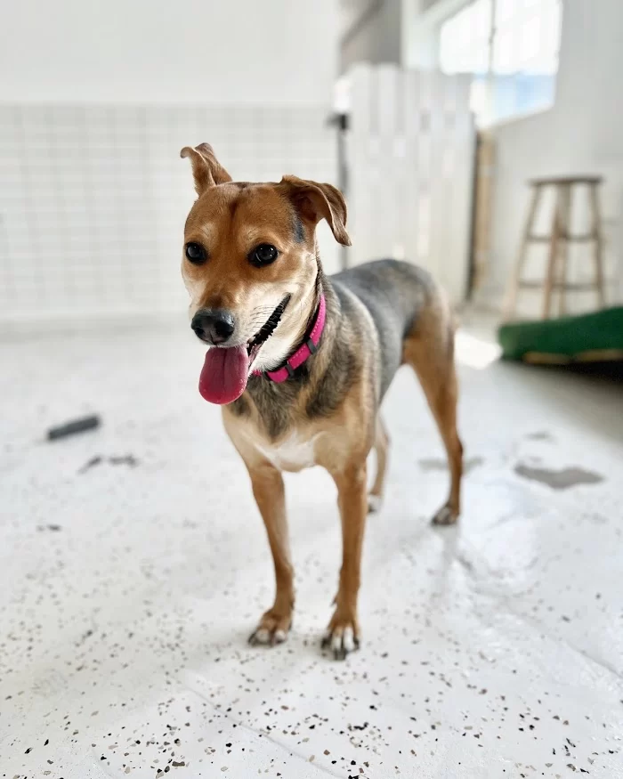 Aloha Pet Resort 12