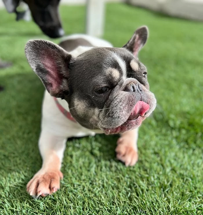 Aloha Pet Resort 12