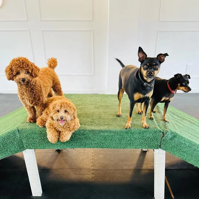 Aloha Pet Resort 12