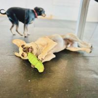Aloha Pet Resort ico
