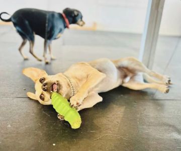 Aloha Pet Resort