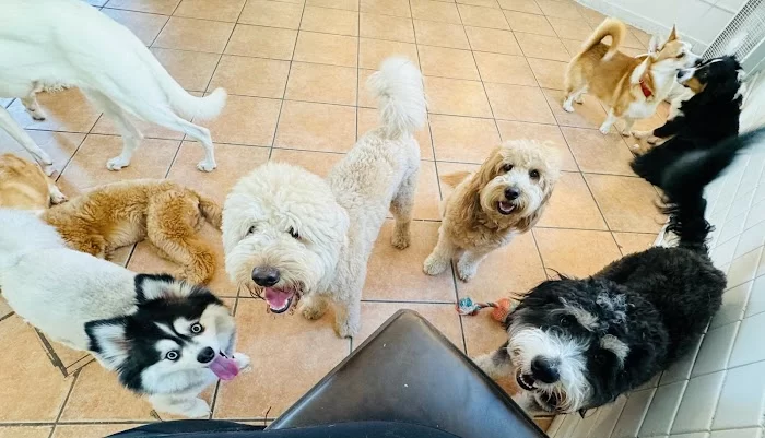 Aloha Pet Resort 12
