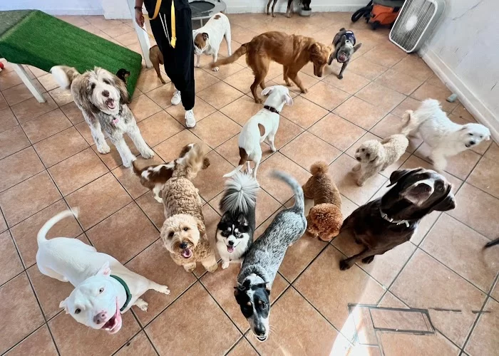 Aloha Pet Resort 12