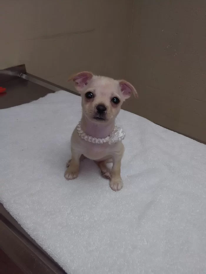 Greenfield Animal Hospital 7