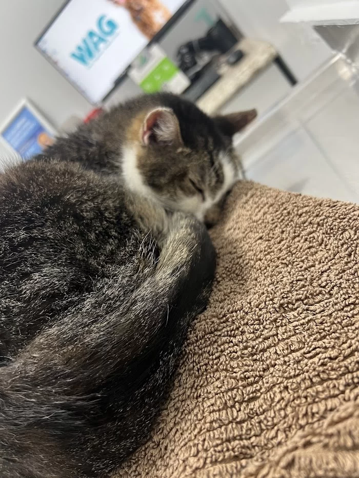 Kind Animal Hospital 12