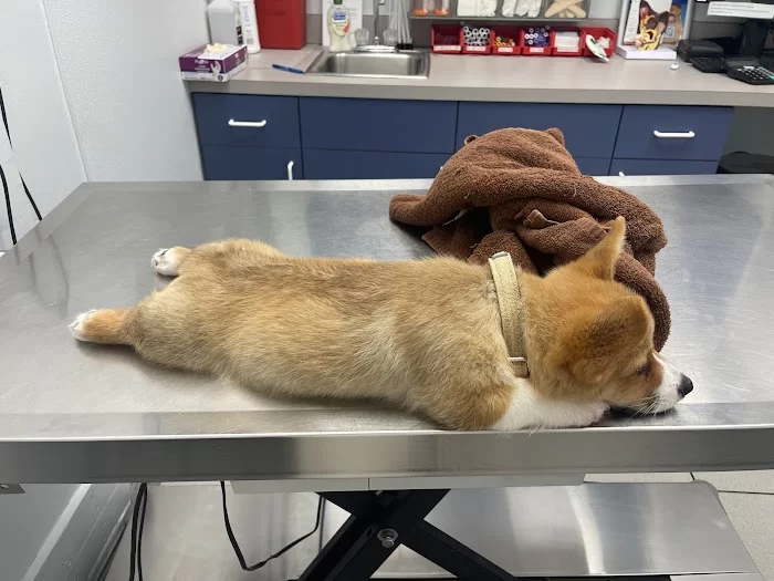 Kind Animal Hospital 12