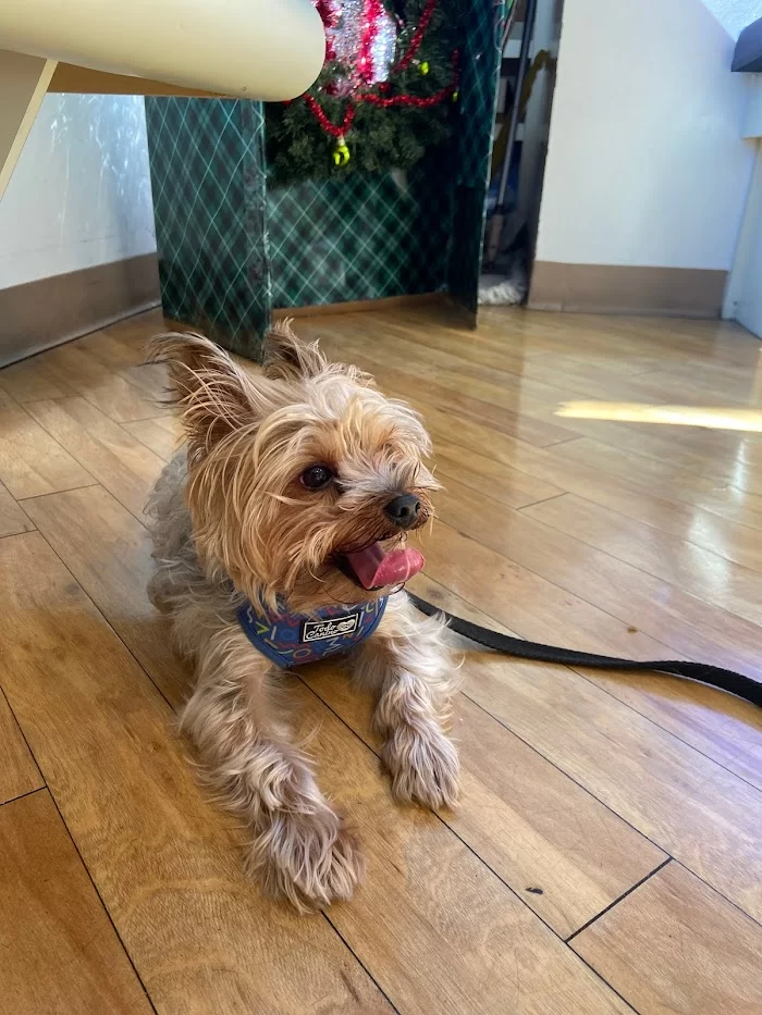 VCA Aventura Animal Hospital & Pet Resort 12