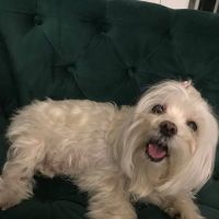 VCA Aventura Animal Hospital & Pet Resort ico