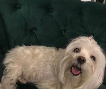 VCA Aventura Animal Hospital & Pet Resort