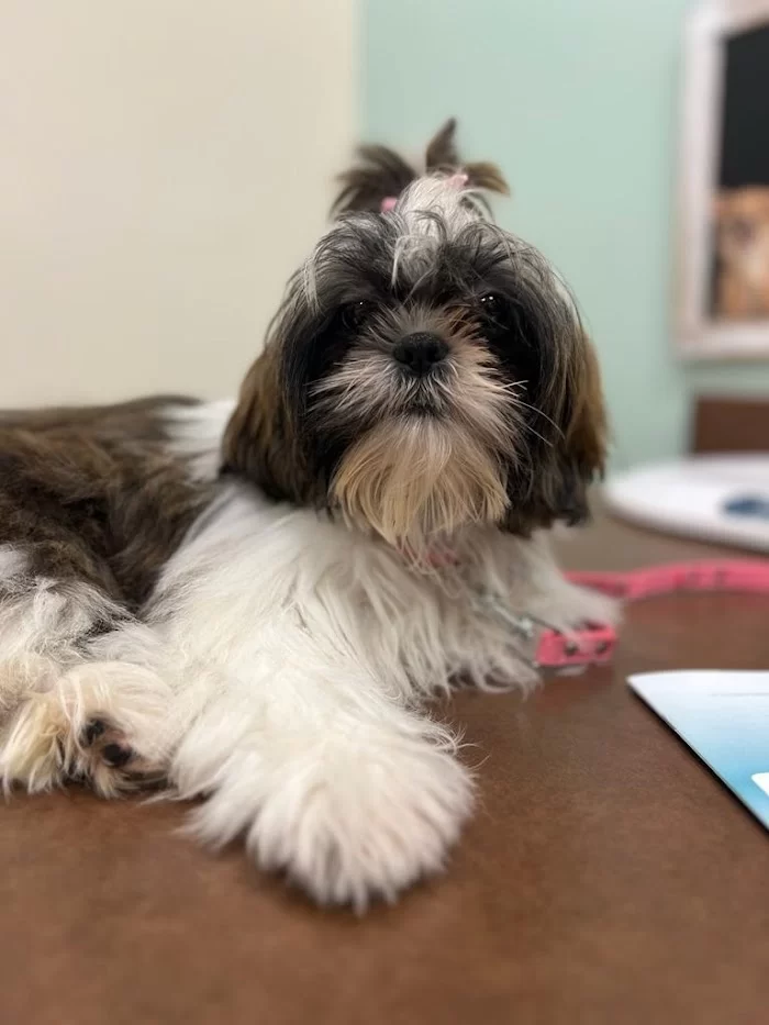 VCA Aventura Animal Hospital & Pet Resort 12