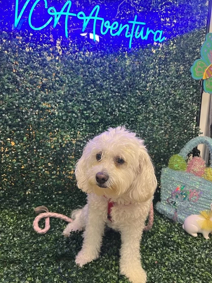 VCA Aventura Animal Hospital & Pet Resort 12