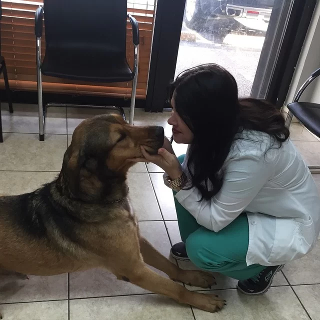 Vet To Pet After Hours Animal Clinic 12