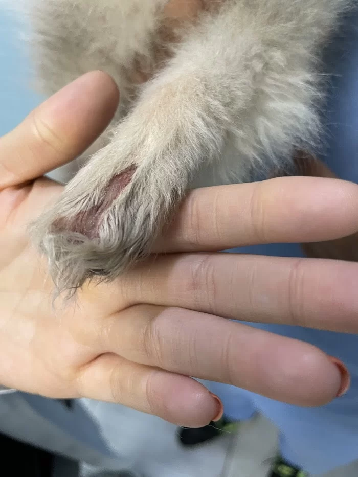 Vet To Pet After Hours Animal Clinic 12
