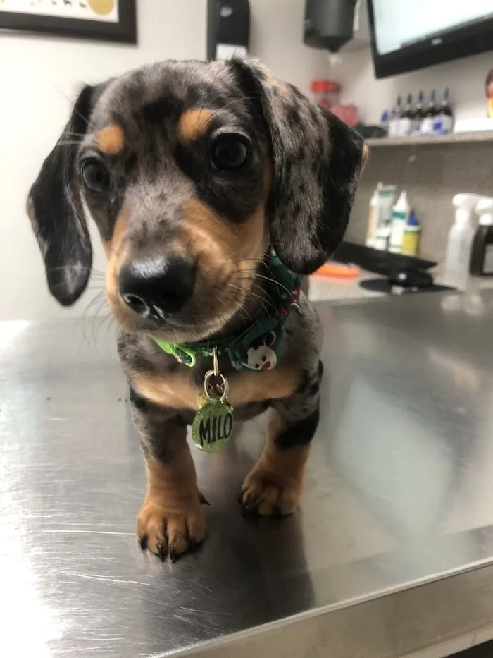 Aardvark Animal Clinic 12
