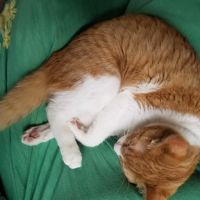 Pets & Hearts Animal Clinic ico
