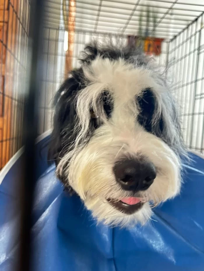 Pets & Hearts Animal Clinic 12