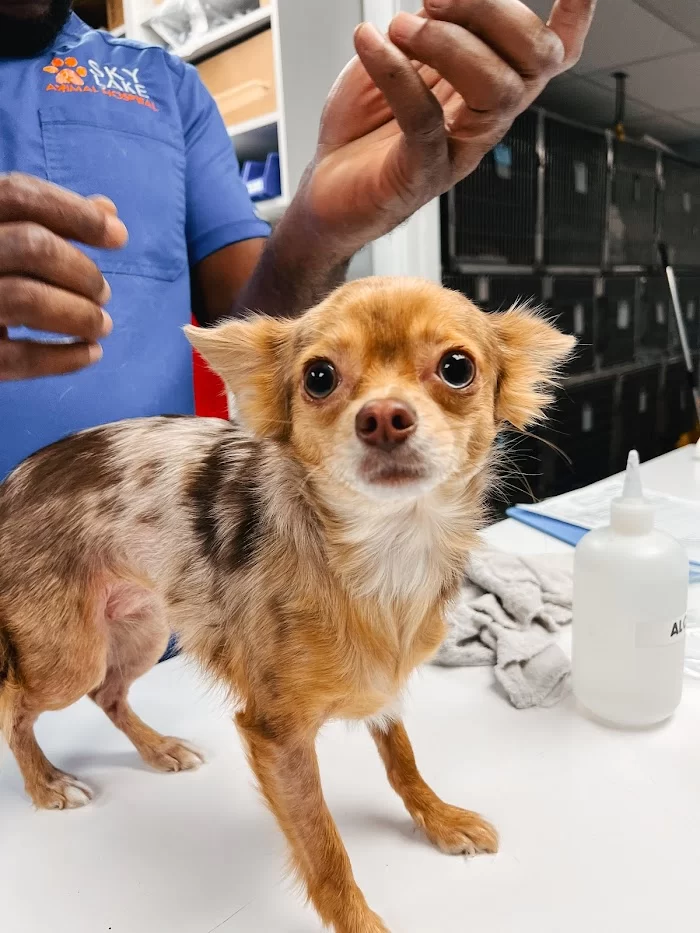 Sky Lake Animal Hospital 12