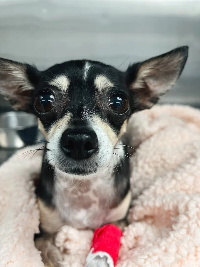 Sky Lake Animal Hospital 12