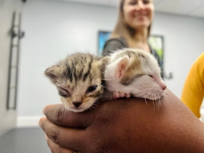 Sky Lake Animal Hospital 12
