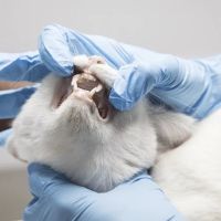 Sky Lake Animal Hospital ico