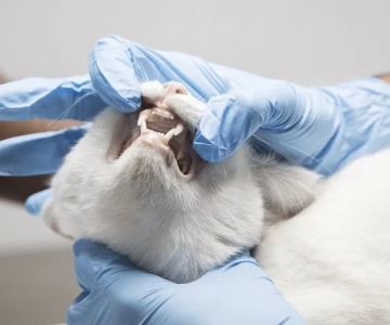 Sky Lake Animal Hospital