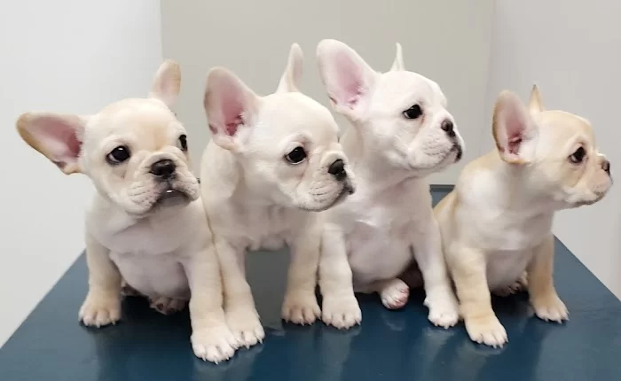 Diaz' Heart Animal Hospital 12